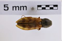 Foto (Dorsalansicht) von Pseudanostirus nebraskensis (NHMW-ZOO-COL-0007950)